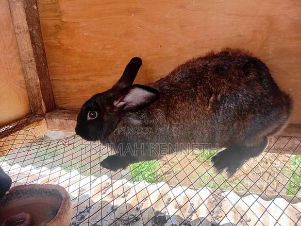 Flemish Giant