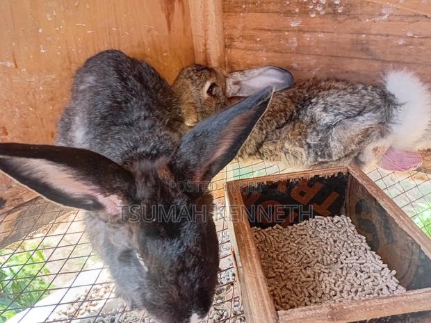 Flemish Giant - thumbnail 2