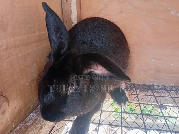 Flemish Giant - thumbnail 4