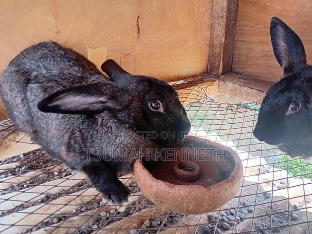 Flemish Giant - thumbnail 5