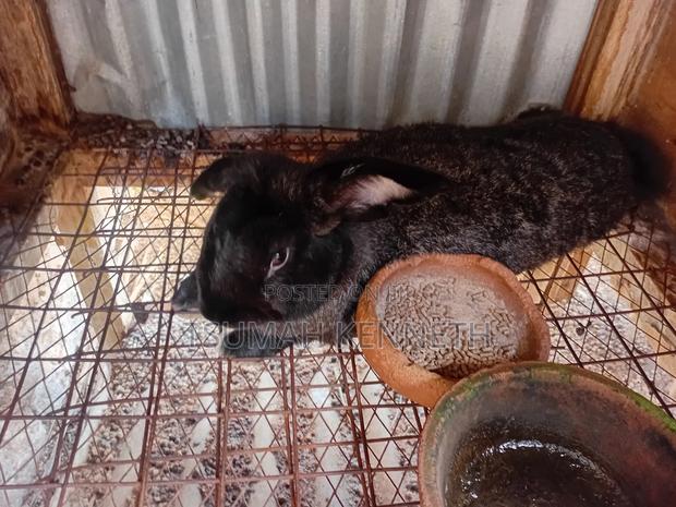 Flemish Giant - thumbnail 6