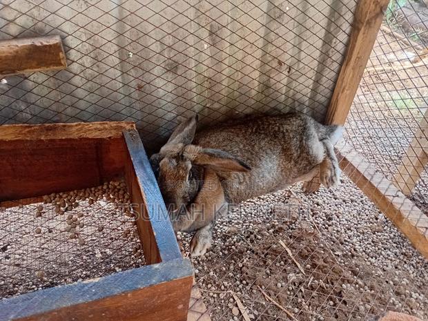 Flemish Giant - thumbnail 7