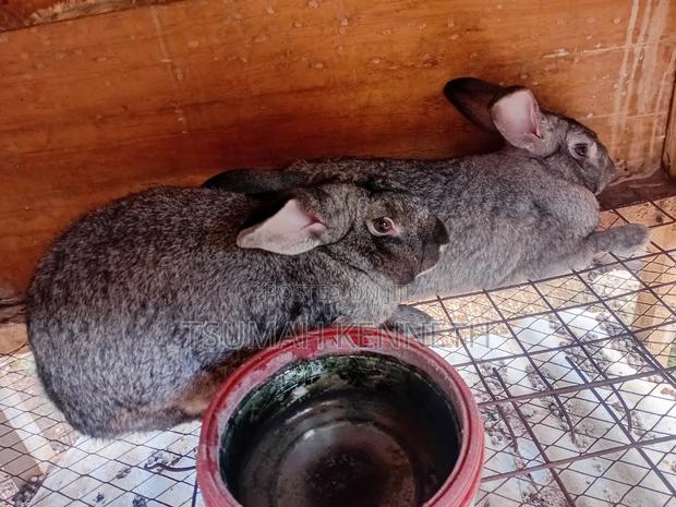 Flemish Giant - thumbnail 8