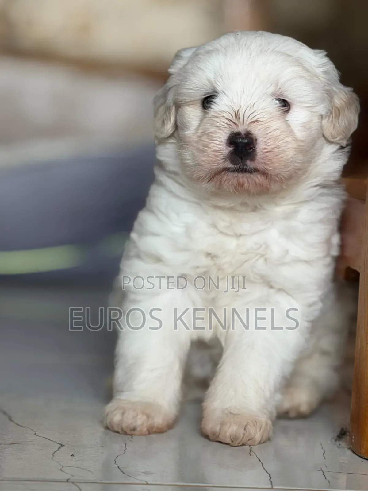 1-3 months Male Purebred Havanese