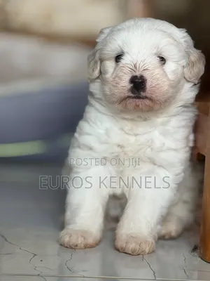 1-3 months Male Purebred Havanese