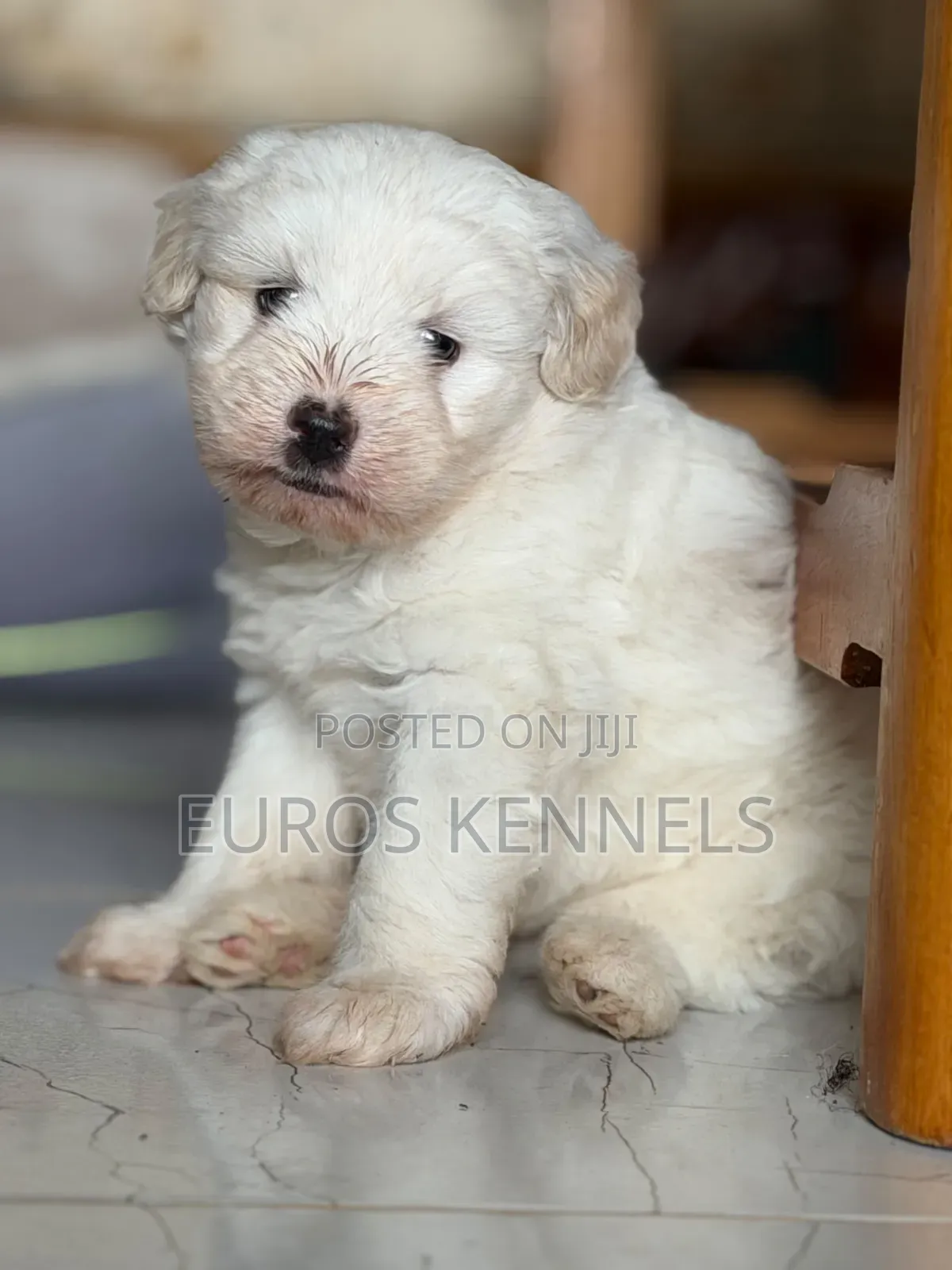 1-3 months Male Purebred Havanese
