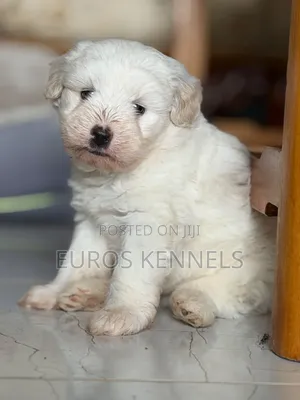 1-3 months Male Purebred Havanese