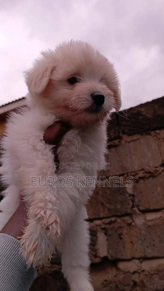 1-3 months Female Purebred Havanese
