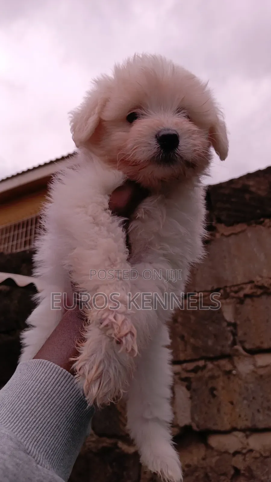 1-3 months Female Purebred Havanese