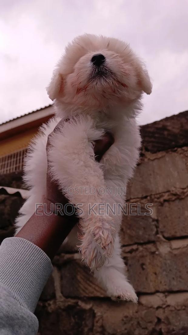 1-3 months Female Purebred Havanese - thumbnail 3