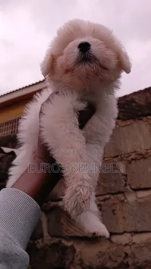 1-3 months Female Purebred Havanese