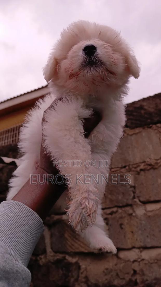 1-3 months Female Purebred Havanese - thumbnail 4