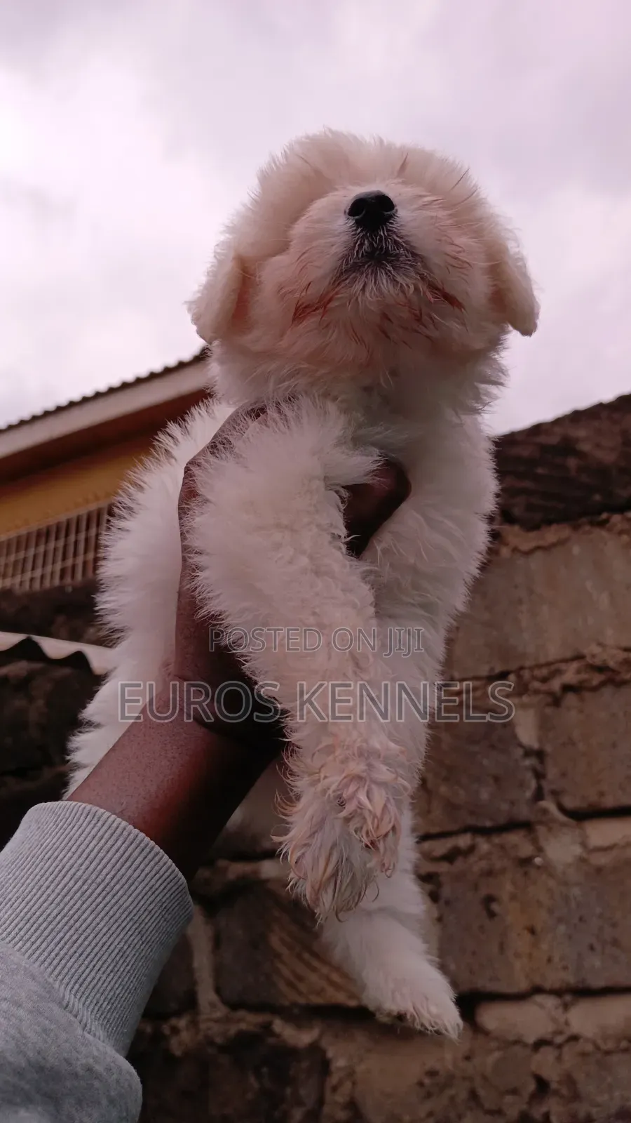 1-3 months Female Purebred Havanese