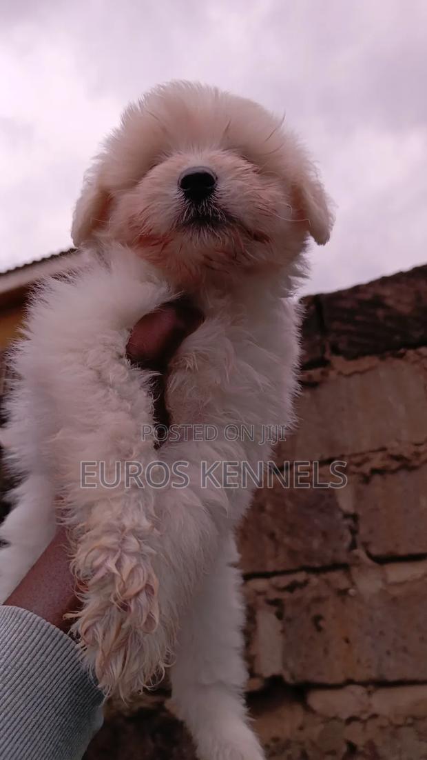 1-3 months Female Purebred Havanese - thumbnail 6