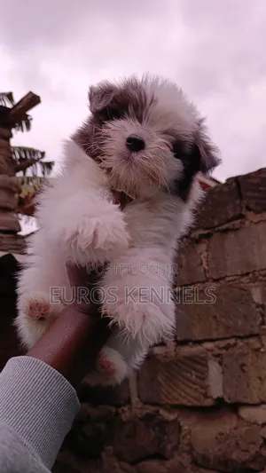 1-3 months Female Purebred Havanese