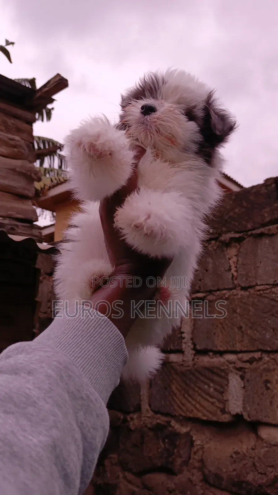 1-3 months Female Purebred Havanese