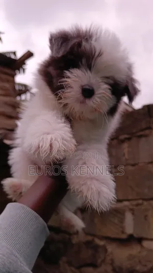 1-3 months Female Purebred Havanese