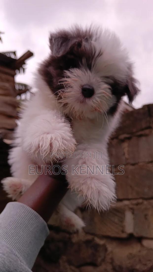 1-3 months Female Purebred Havanese - thumbnail 3