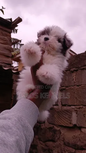 1-3 months Female Purebred Havanese