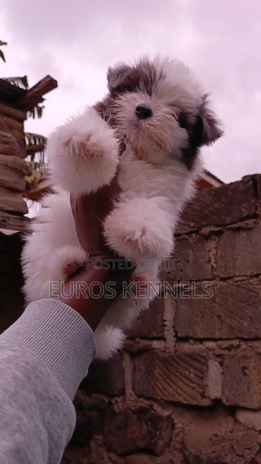 1-3 months Female Purebred Havanese