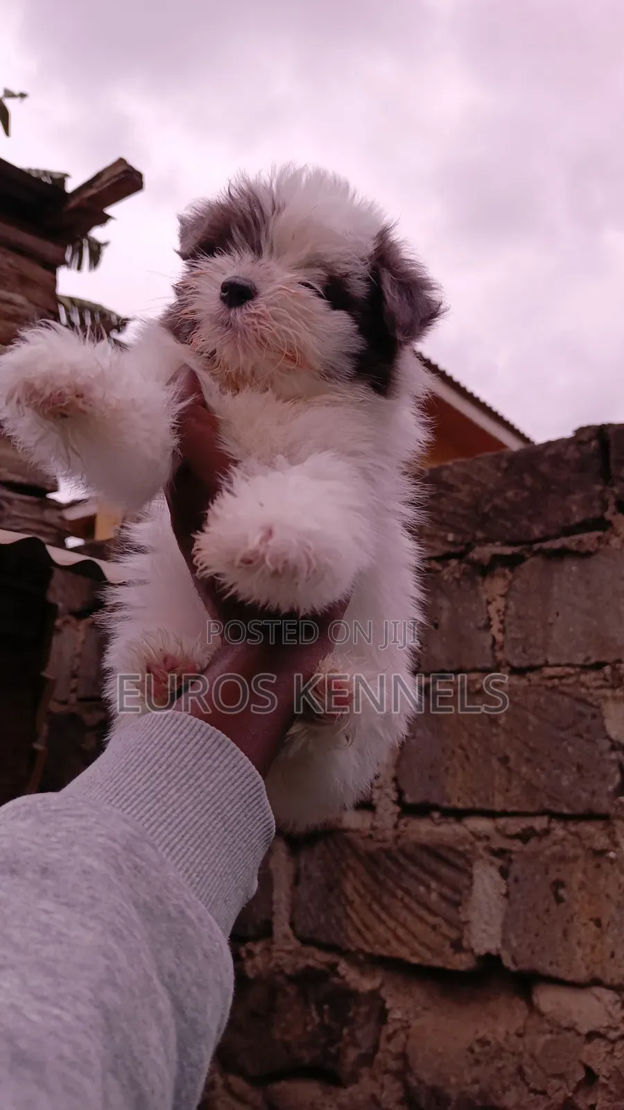 1-3 months Female Purebred Havanese