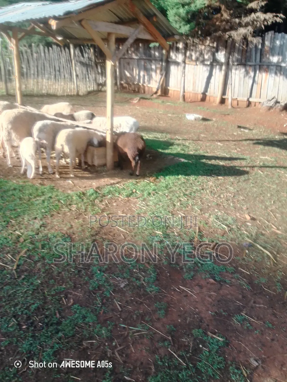 Hybrid Sheep