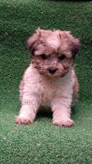 1-3 months Male Purebred Havanese