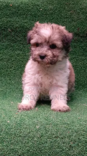 1-3 months Male Purebred Havanese