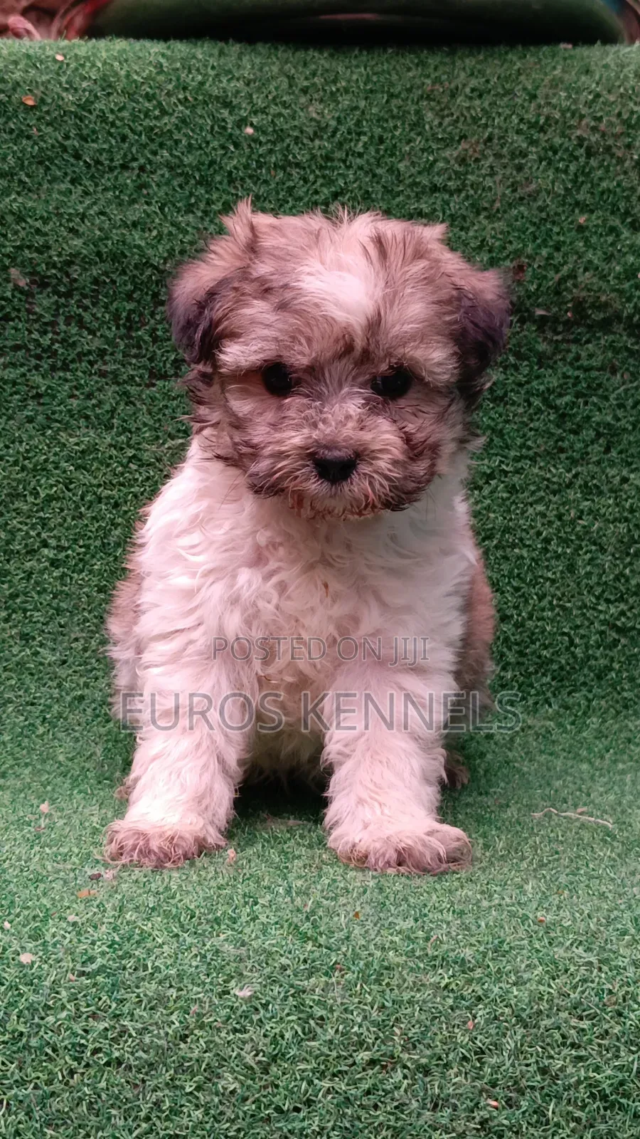 1-3 months Male Purebred Havanese