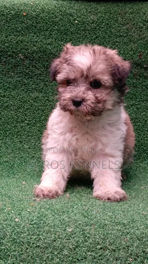 1-3 months Male Purebred Havanese