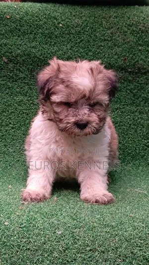 1-3 months Male Purebred Havanese