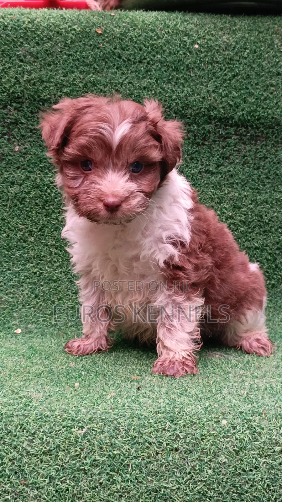 1-3 months Male Purebred Havanese