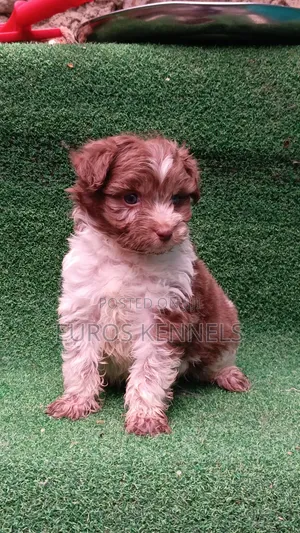 1-3 months Male Purebred Havanese