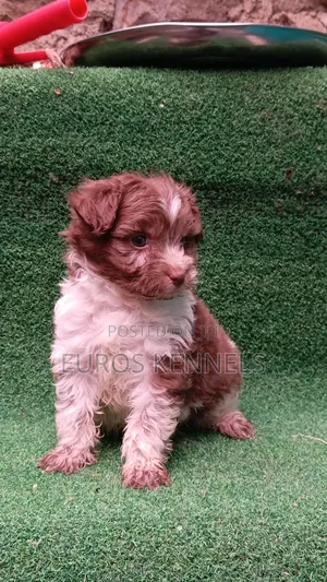 1-3 months Male Purebred Havanese