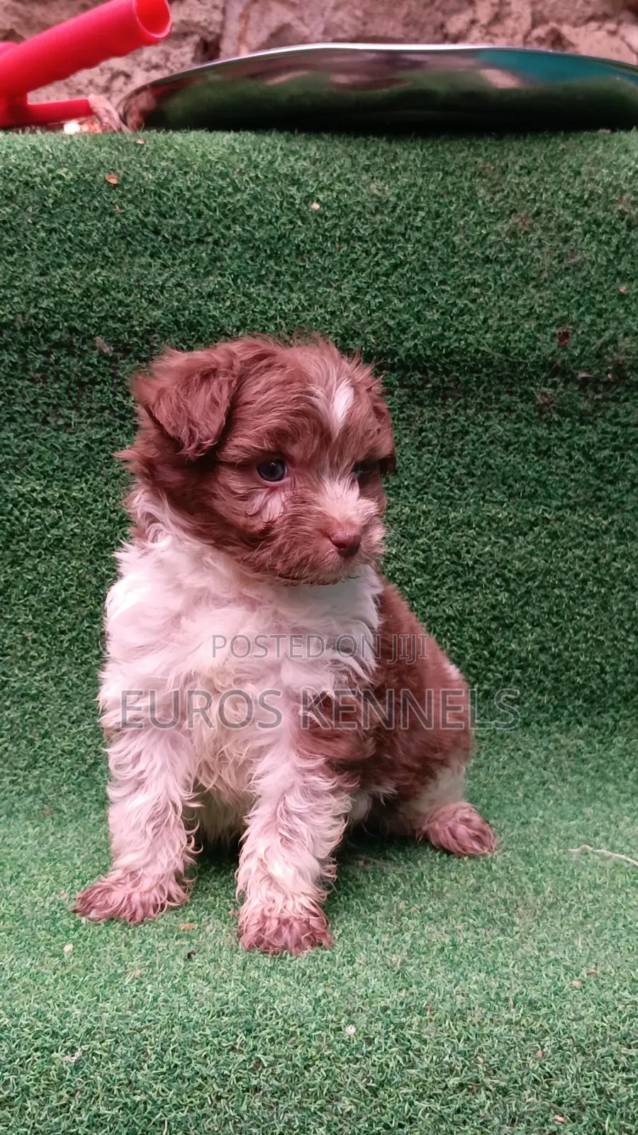 1-3 months Male Purebred Havanese