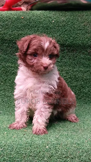 1-3 months Male Purebred Havanese