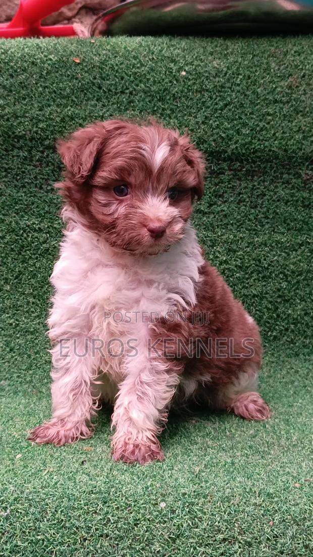 1-3 months Male Purebred Havanese - thumbnail 4
