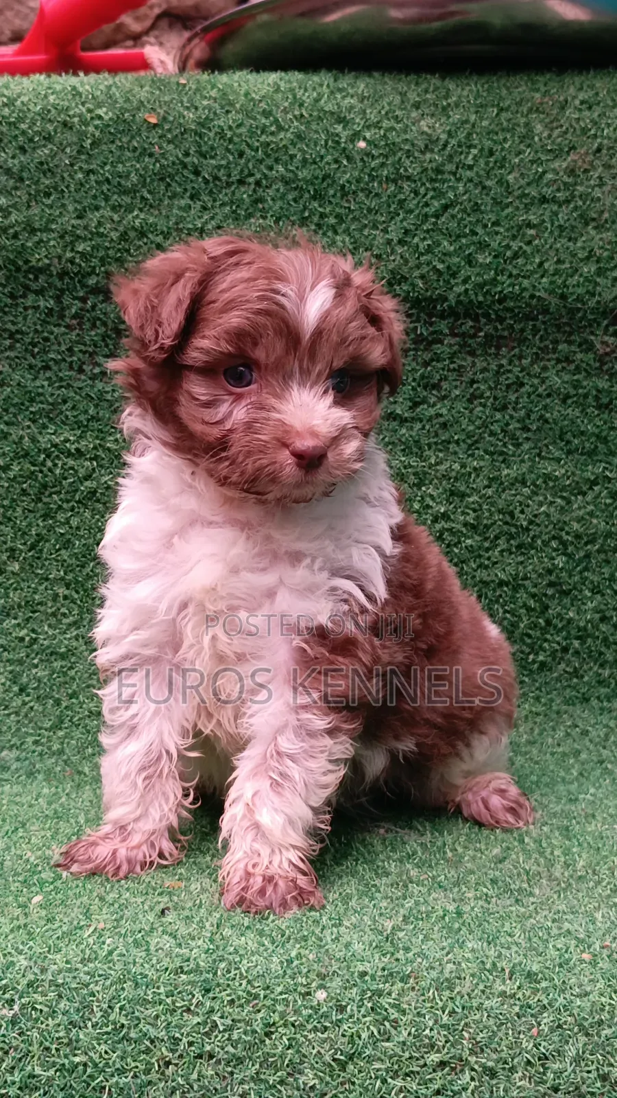 1-3 months Male Purebred Havanese