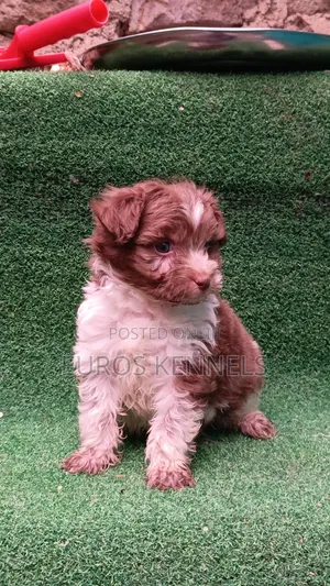 1-3 months Male Purebred Havanese