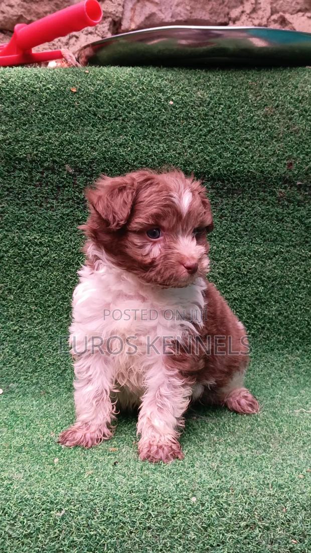 1-3 months Male Purebred Havanese - thumbnail 5
