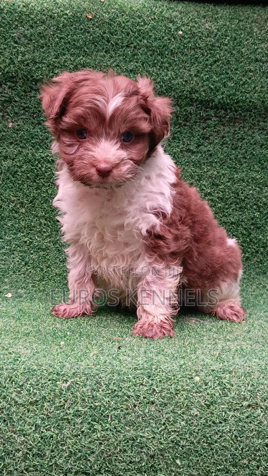 1-3 months Male Purebred Havanese