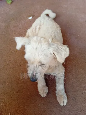 6-12 months Female Purebred West Highland White Terrier