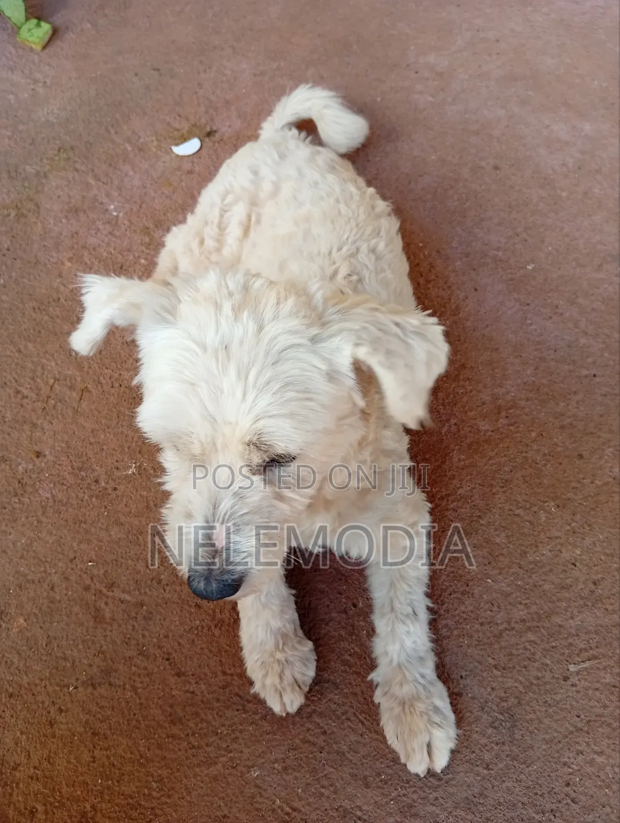 6-12 months Female Purebred West Highland White Terrier