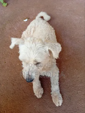 6-12 months Female Purebred West Highland White Terrier