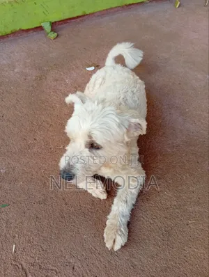 6-12 months Female Purebred West Highland White Terrier