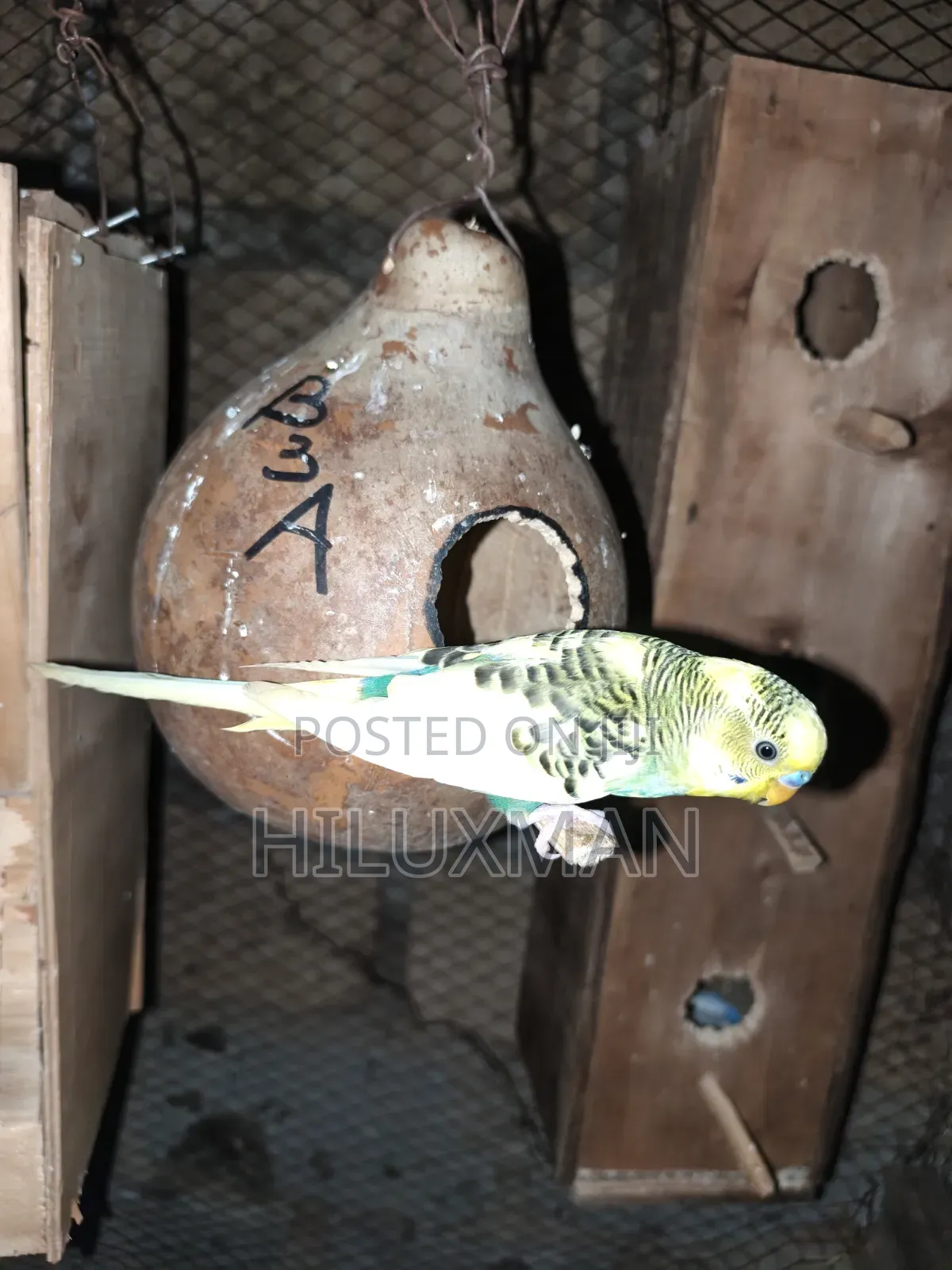 Budgies for Sale