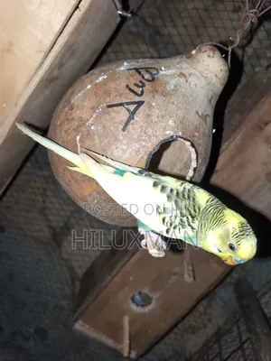 Budgies for Sale