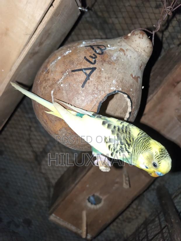 Budgies for Sale - thumbnail 2