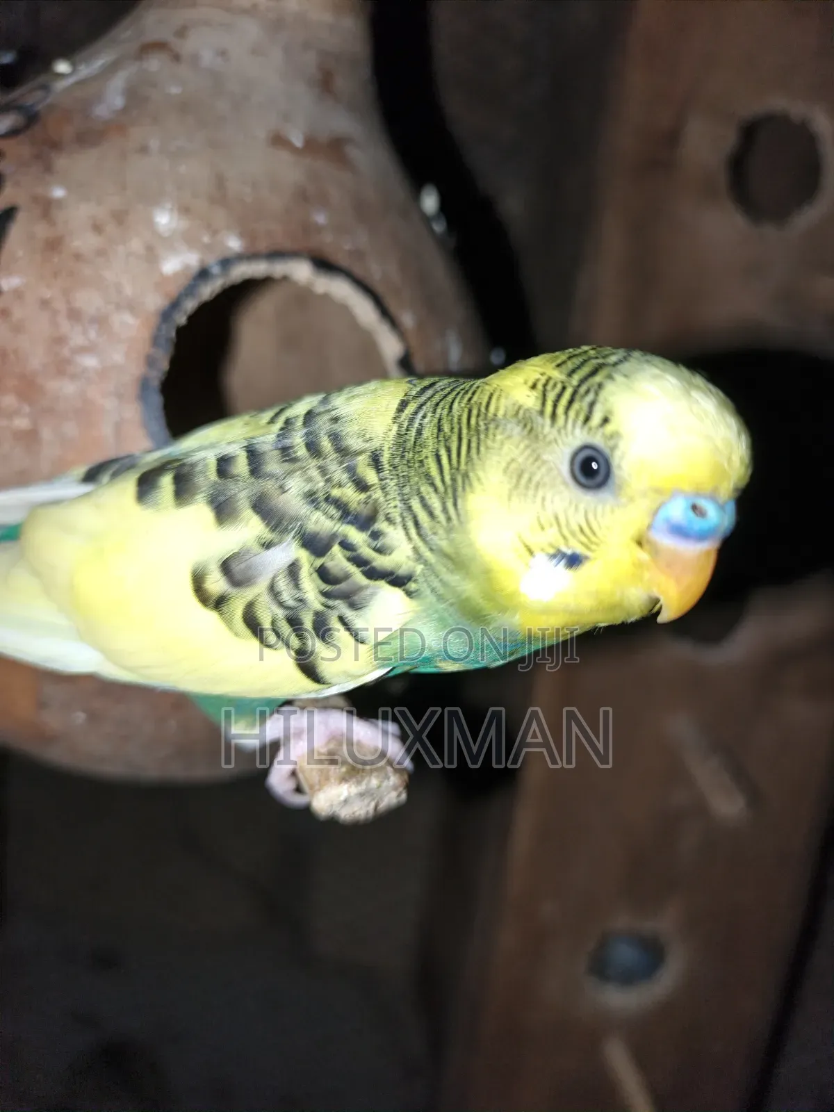 Budgies for Sale