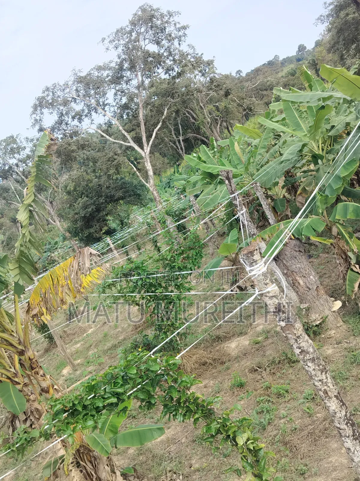 Developed 12 Acre Land in Msambweni, Kwale